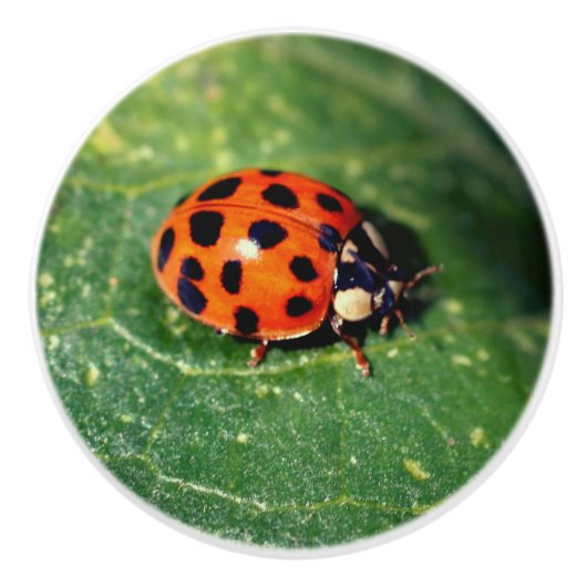 Ladybug op Leaf Close Keramische Knop (Voorkant)