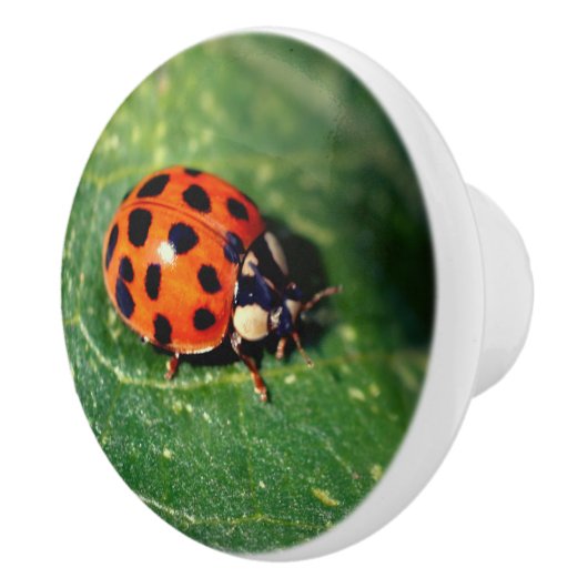 Ladybug op Leaf Close Keramische Knop (Rechts)
