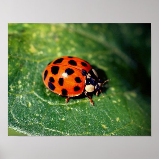 Ladybug op Leaf Close Poster (Voorkant)