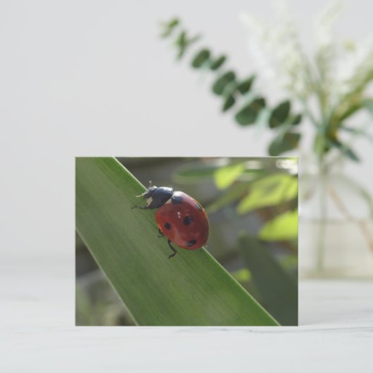 Ladybug op Leaf DIY Briefkaart (Staand voorkant)