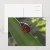Ladybug op Leaf DIY Briefkaart (Voorkant / Achterkant)