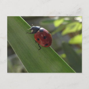 Ladybug op Leaf DIY Briefkaart