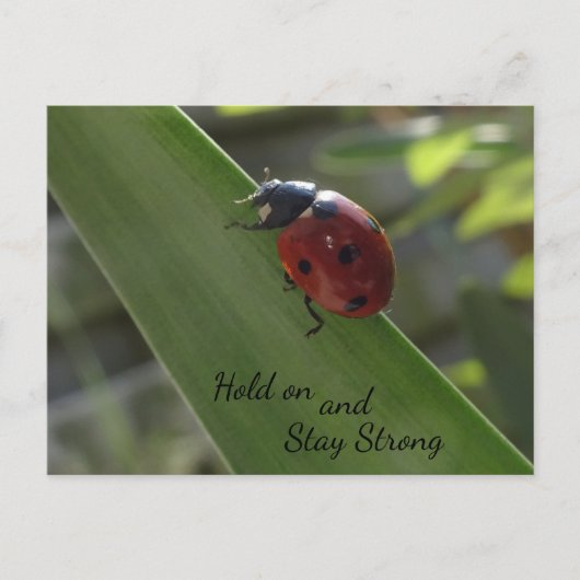 Ladybug op Leaf Hold on and Blijf Sterk Briefkaart (Voorkant)