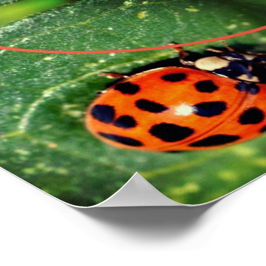 Ladybug op Leaf Lijst Creëer Uw eigen foto Poster (Hoek)