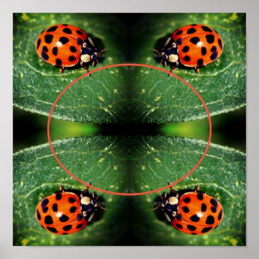 Ladybug op Leaf Lijst Creëer Uw eigen foto Poster (Voorkant)