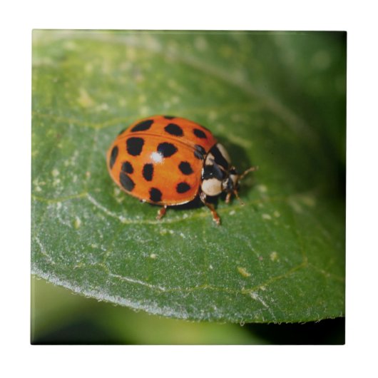 Ladybug op Leaf-Natuur Tegeltje (Voorkant)