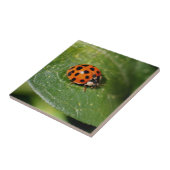 Ladybug op Leaf-Natuur Tegeltje (Zijkant)