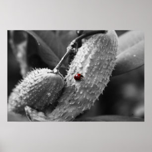 Ladybug op Milkweed Poster