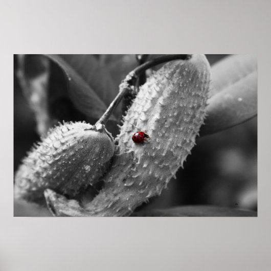 Ladybug op Milkweed Poster (Voorkant)