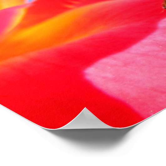 Ladybug op Poster Roos (Hoek)