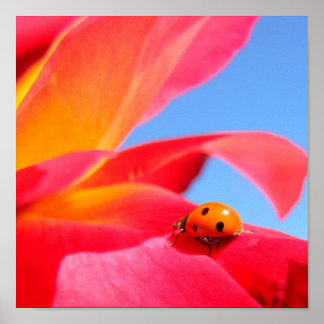 Ladybug op Poster Roos