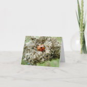 Ladybug op Queen Anne's Lace Note Card Feestdagen Kaart (Voorkant)