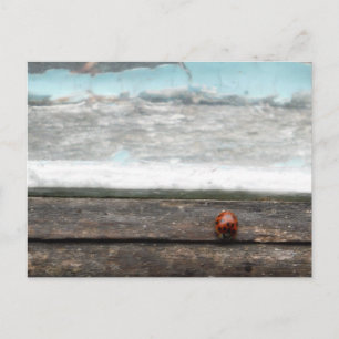 Ladybug op Rustic wood window Briefkaart