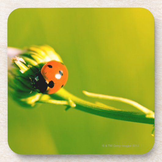 Ladybug op sprig bier onderzetter (Voorkant)