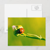 Ladybug op sprig briefkaart (Voorkant / Achterkant)