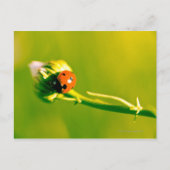 Ladybug op sprig briefkaart (Voorkant)