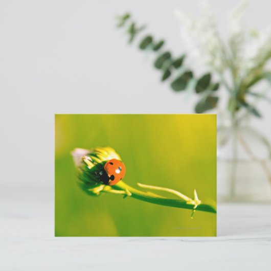 Ladybug op sprig briefkaart (Staand voorkant)