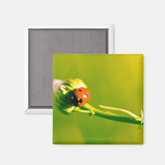 Ladybug op sprig magneet (Voorkant / Achterkant)
