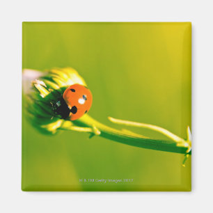 Ladybug op sprig magneet