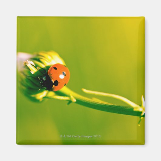 Ladybug op sprig magneet (Voorkant)