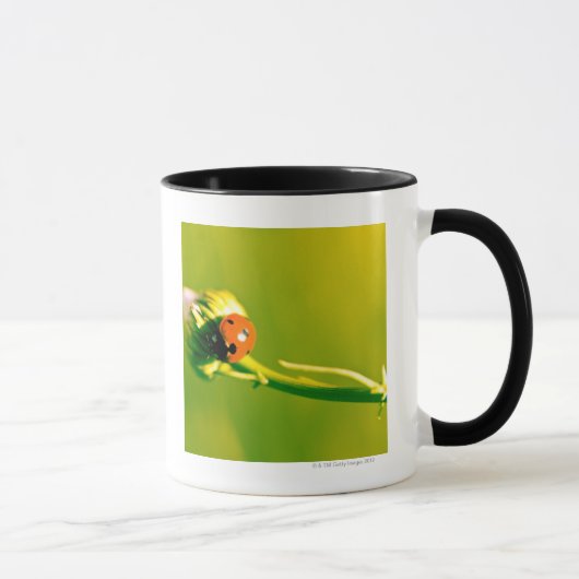 Ladybug op sprig mok (Rechts)