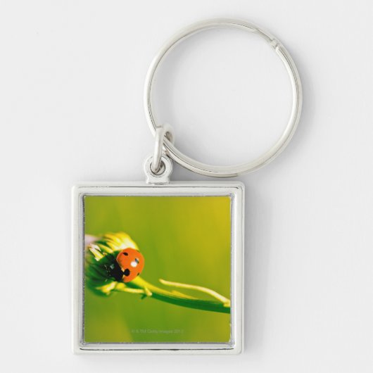 Ladybug op sprig sleutelhanger (Voorkant)