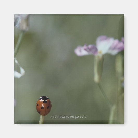 Ladybug op stoom magneet (Voorkant)
