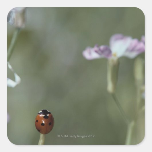 Ladybug op stoom vierkante sticker (Voorkant)