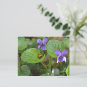 Ladybug op Sweet Violet Flowers Briefkaart