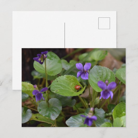 Ladybug op Sweet Violet Flowers Briefkaart (Voorkant / Achterkant)