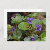 Ladybug op Sweet Violet Flowers Briefkaart (Voorkant / Achterkant)
