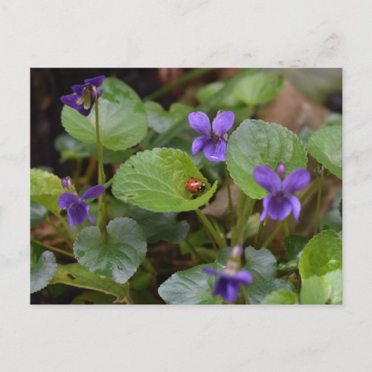 Ladybug op Sweet Violet Flowers Briefkaart (Voorkant)