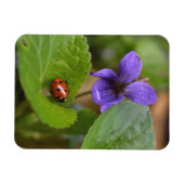 Ladybug op Sweet Violet Flowers Magneet (Horizontaal)