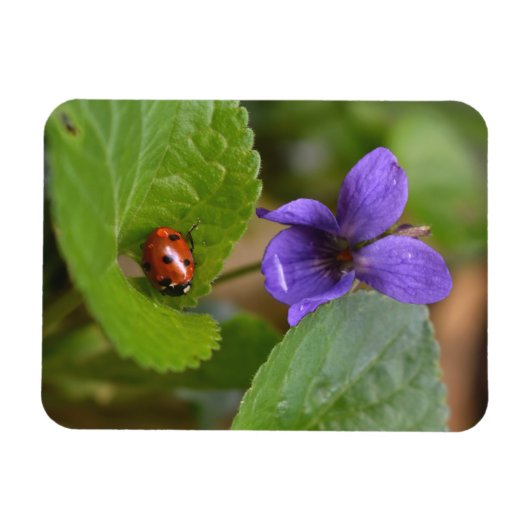 Ladybug op Sweet Violet Flowers Magneet (Horizontaal)