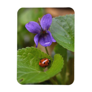 Ladybug op Sweet Violet Flowers Magneet