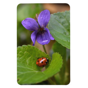 Ladybug op Sweet Violet Flowers Magneet