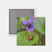 Ladybug op Sweet Violet Flowers Magneet (Voorkant / Achterkant)