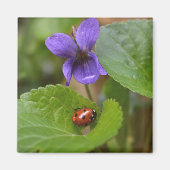 Ladybug op Sweet Violet Flowers Magneet (Voorkant)