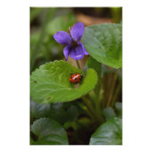 Ladybug op Sweet Violet Flowers Perfect Poster (Voorkant)