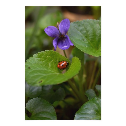 Ladybug op Sweet Violet Flowers Perfect Poster (Voorkant)