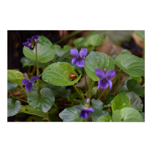 Ladybug op Sweet Violet Flowers Perfect Poster (Voorkant)