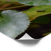 Ladybug op Sweet Violet Flowers Perfect Poster (Hoek)