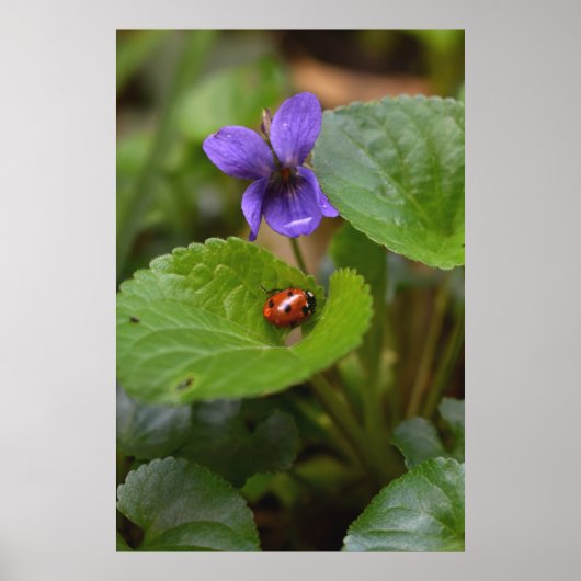 Ladybug op Sweet Violet Flowers Poster (Voorkant)