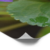 Ladybug op Sweet Violet Flowers Poster (Hoek)