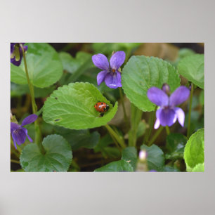 Ladybug op Sweet Violet Flowers Poster