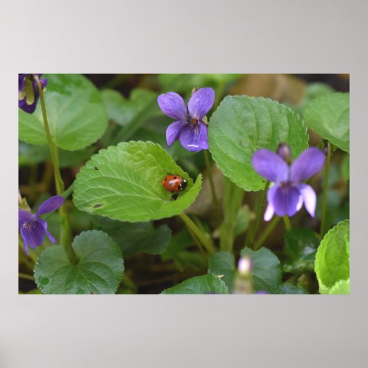 Ladybug op Sweet Violet Flowers Poster (Voorkant)