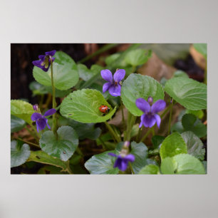 Ladybug op Sweet Violet Flowers Poster