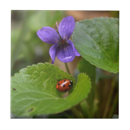 Ladybug op Sweet Violet Flowers Tegeltje (Voorkant)