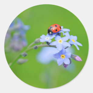 LadyBug op Vergeet-me-niet Ronde Sticker