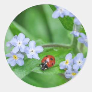 Ladybug op 'Vergeet-me-niet-Stickers' Ronde Sticker